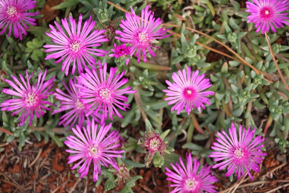 Vilka blommor ska man plantera på graven / foto pexels.com