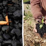 4 oväntade sätt att använda träkol i trädgården 4 oväntade sätt att använda träkol i trädgården