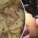 Det bästa sättet att göra gödsel av potatisskal Det bästa sättet att göra gödsel av potatisskal