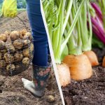 Du kan inte plantera dessa 7 växter efter potatis nästa