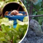 Enkel åtgärd i augusti: en trädgårdsmästare delade med sig av