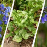 Farliga lökar: 5 växter som du inte bör plantera i