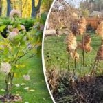 Felaktig beskärning ”stjäl” storleken: hur man beskär hortensia för frodig