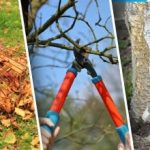 Hur du förbereder din trädgård för vintern: sju höstmisstag som