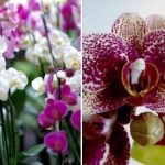 Hur man får orkidéer, pelargoner, violer att blomma 365 dagar om året: ett enkelt gödningsrecept Hur man får orkidéer, pelargoner, violer att blomma 365 dagar