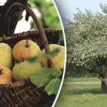 Inget behov av att skära ner: hur man föryngrar ett