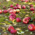 Ruttna äpplen är inte gödningsmedel: 4 skäl till varför bortskämd