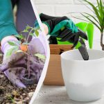 Vad och när man ska plantera: detaljerad såddkalender för trädgårdsmästare