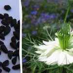 Japanska forskare spårade hur svart kummin påverkar hjärthälsan