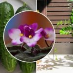 Varför butiksblommor vissnar hemma: hemligheten ligger i matningen, som säljarna